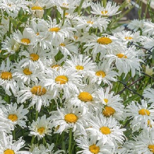 Bulk 5,000 Shasta Daisy Seeds Chrysanthemum Maximum Large Perennials All Zones gallery
