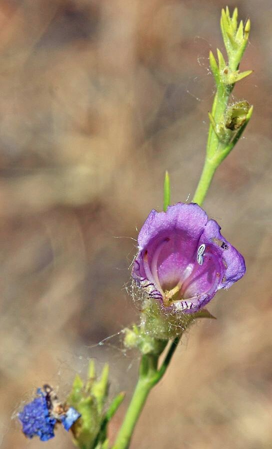 Penstemon abietinus | Fir-leaf Beardtongue | 10 Seeds gallery