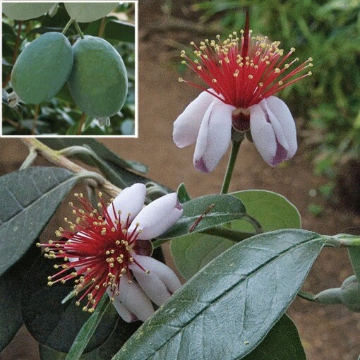 5 Pineapple Guava/ Feijoa Tree Fresh Unrooted Cuttings Cold Hardy Zones 7b-11 gallery