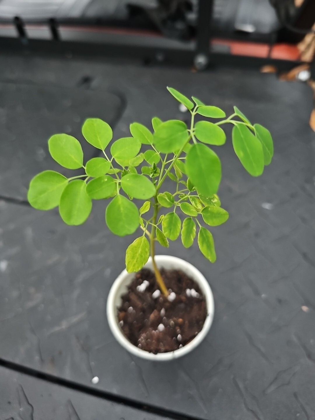 Moringa Rooted Live Plant 8" + Tree Of Life Food Forest Plus 2 Extra Seeds gallery