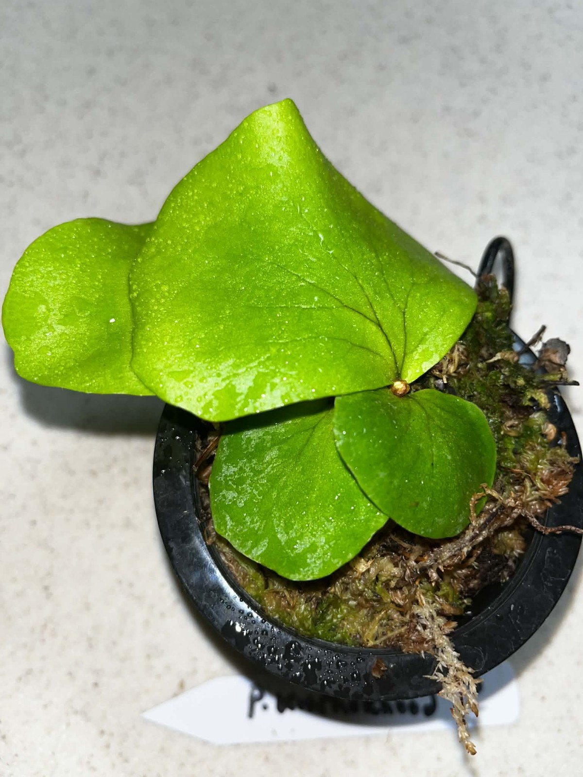 Platycerium Mount Kitshakood 3.5 Inch Pot Spore Grown Florida gallery
