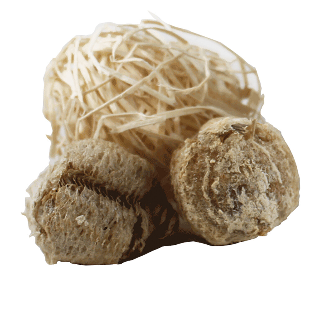 Praying Mantis Egg Case With Hatching Habitat Cup- 2 Praying Mantids Egg Cases gallery