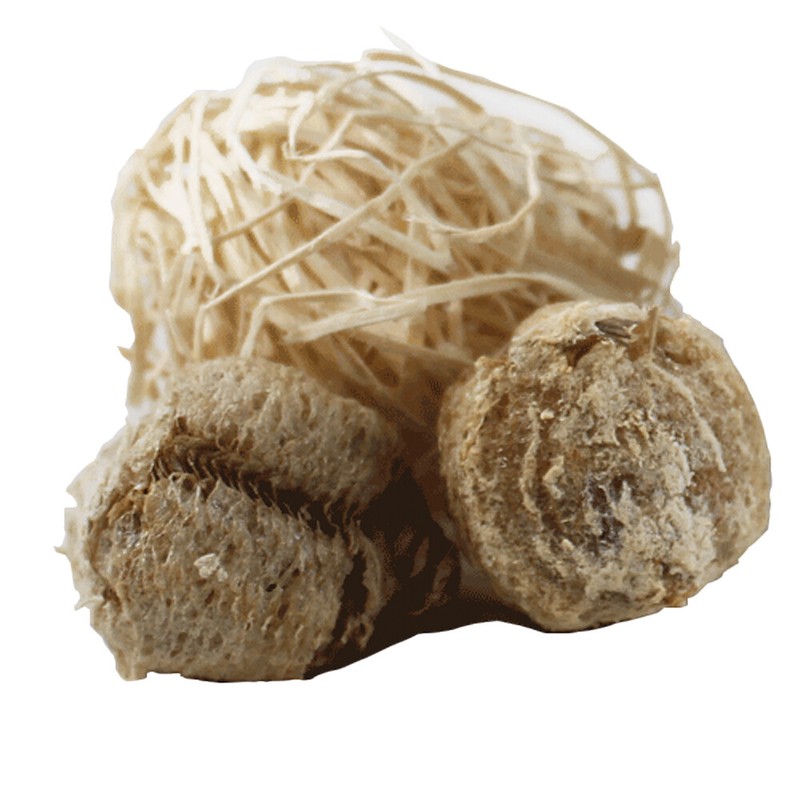 Praying Mantis Egg Case With Hatching Habitat Cup- 2 Praying Mantids Egg Cases gallery