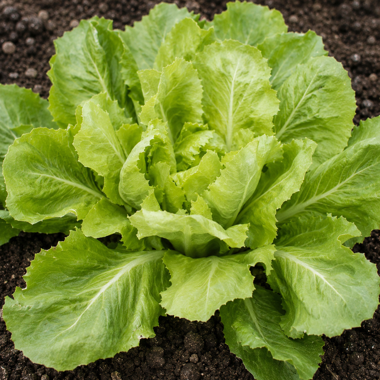 2000+ Batavian Broadleaf Endive Seeds - Heirloom - Non-GMO - Open Pollinating gallery