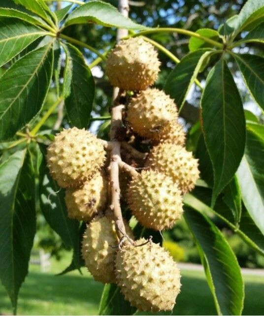 Ohio Buckeye 24'-48" Potted Tree Aesculus glabra #3 Containers gallery
