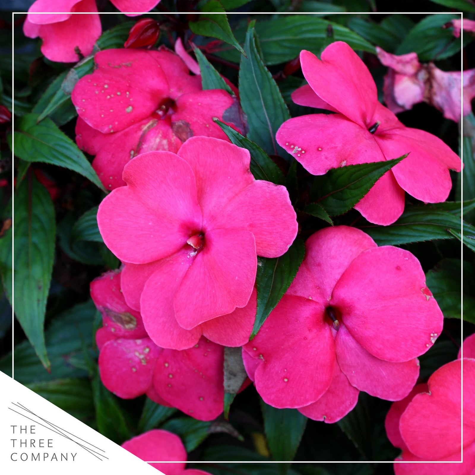 Live Flowering New Guinea Impatiens - Shades of Pink (3 Plants Per Pack) - Be... gallery