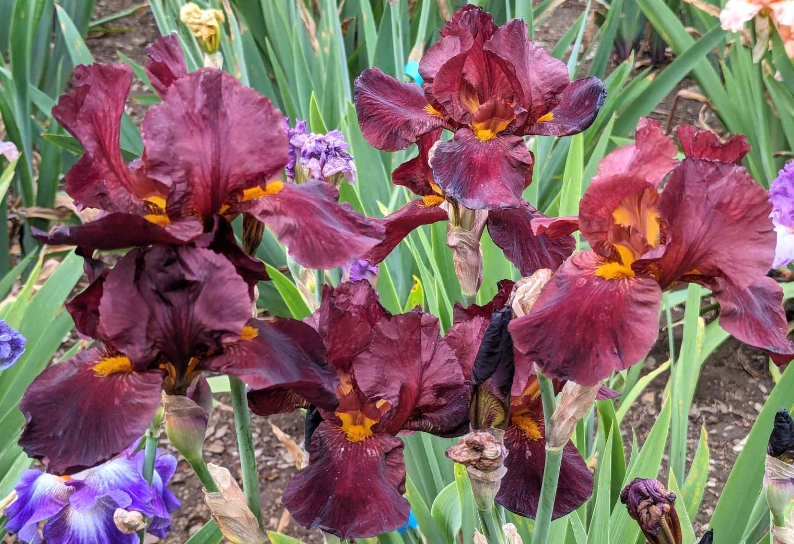 'Caliente' Tall Bearded Iris Rhizome PRE-SALE to Ship Aug/Sept gallery