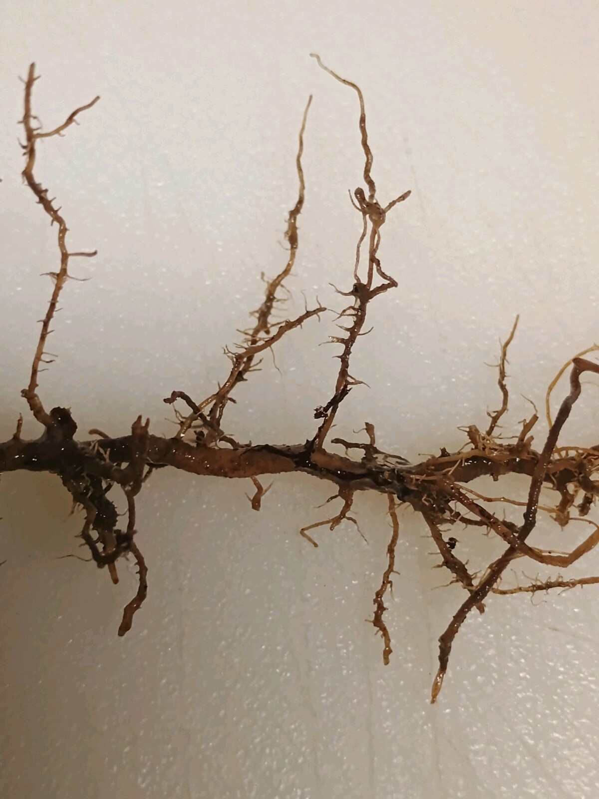 2 Bamboo Roots 3" Live Starter Plant Now Organic All Season Fast Tiki Ez Grower gallery