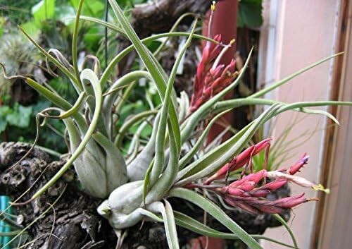 5 Pack Caput Medusae Air Plants - Low Maintenance Tilandsia - Exotic Variety gallery