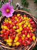 Biquinho Peppers Red & Yellow Organic 10 Count *Free Shipping* gallery