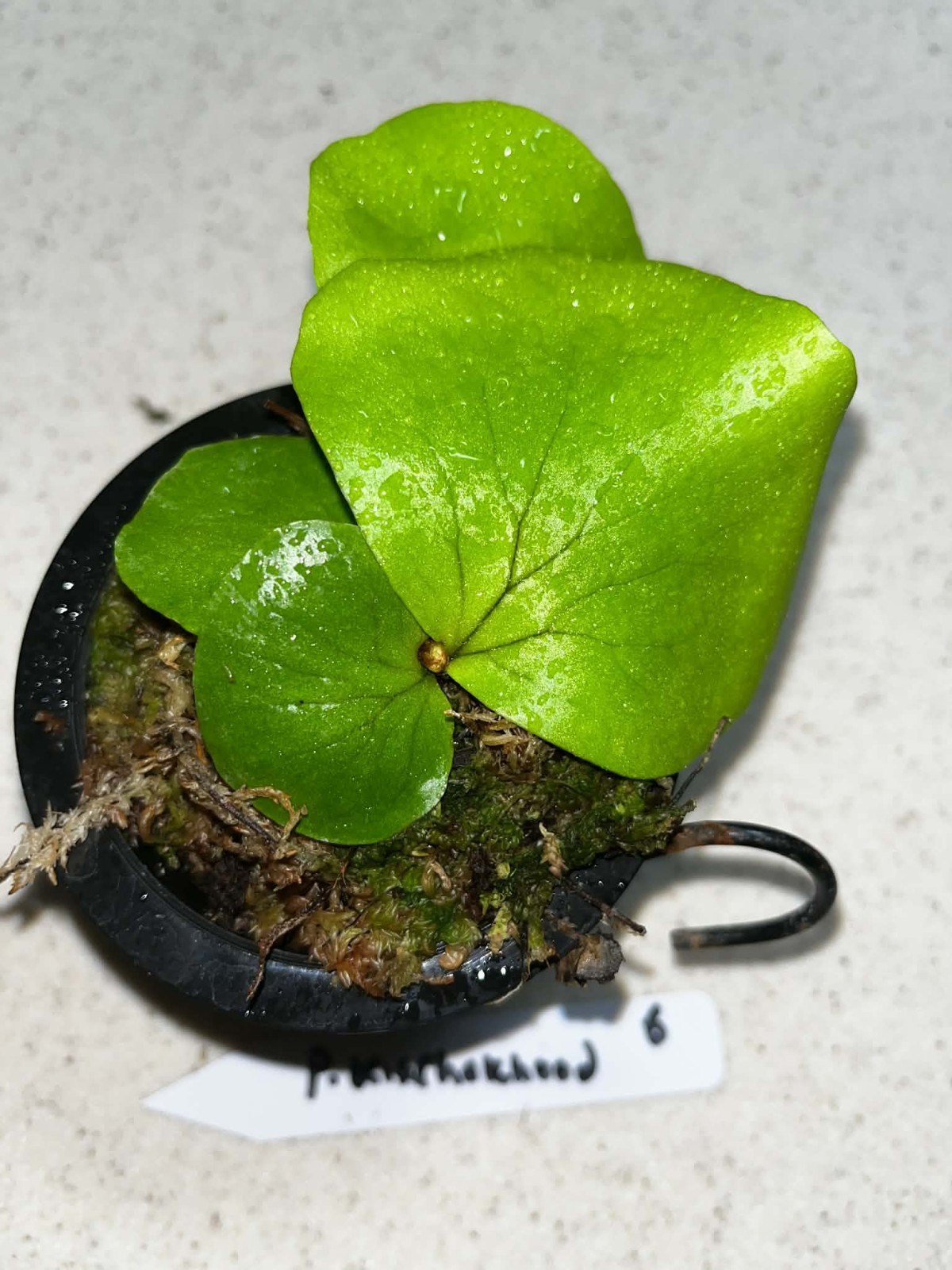 Platycerium Mount Kitshakood 3.5 Inch Pot Spore Grown Florida gallery