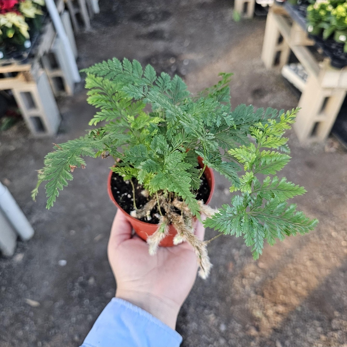 Rabbit's Foot Fern, Footed Rabbit 4 inch Pot, Davallia canariensis fejeensis, De gallery