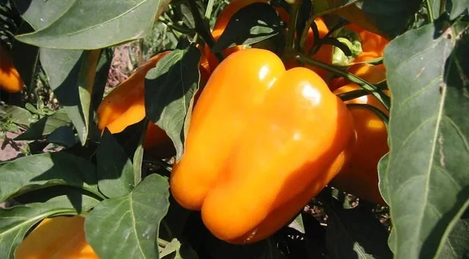 240+ Orange King Bell Pepper Seeds - Sweet - Heirloom - Organic - NON GMO gallery