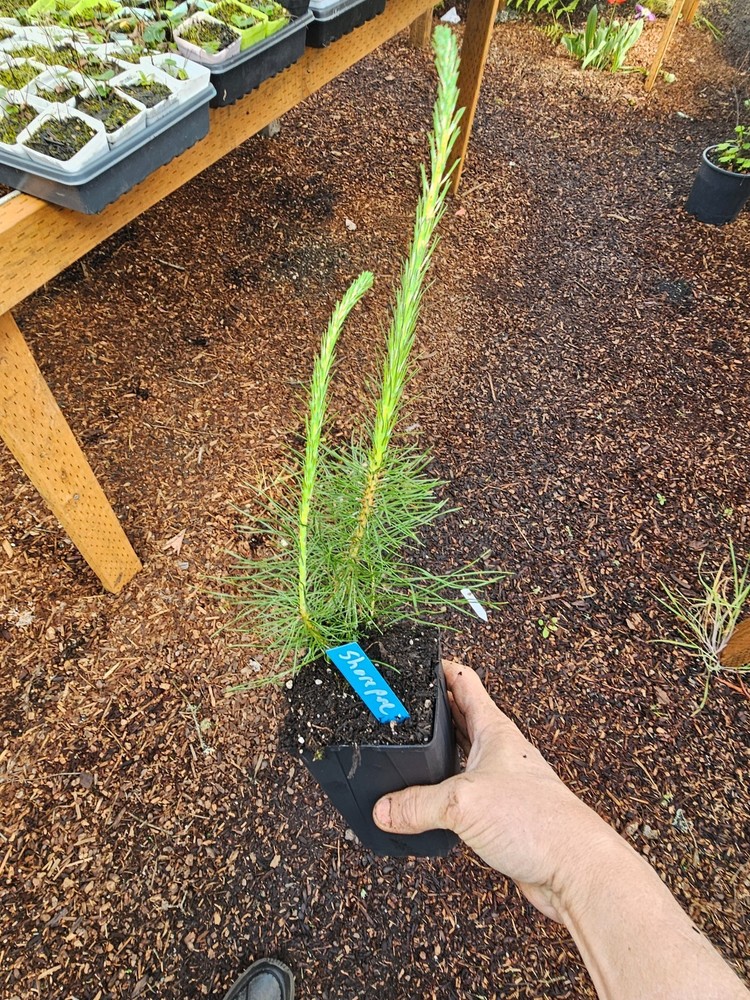 one large shorepine live tree shore pine, conifer, 6" pot, over foot tall