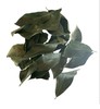 Sweet Bay laurel Tree {Laurus nobilis} 2026 Harvest Pre-Stratified 8 seeds gallery