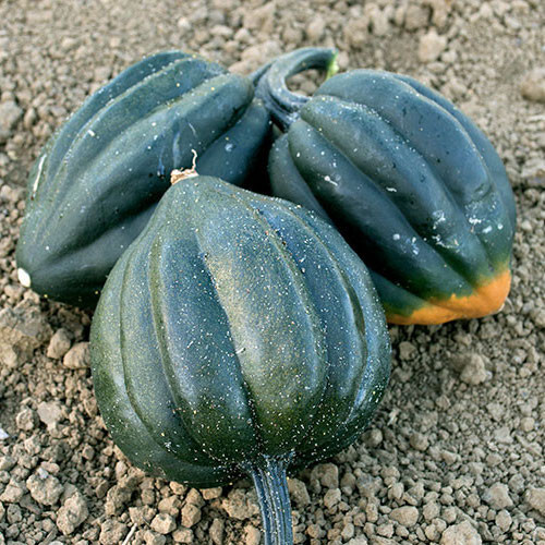 65+ TABLE QUEEN ACORN WINTER SQUASH SEEDS FRESH FOR GARDENS gallery