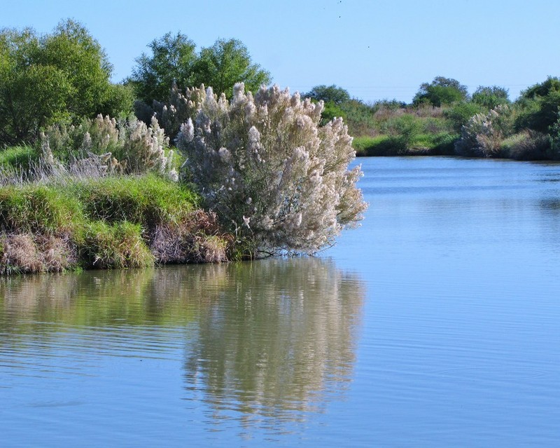 false-willow, Roosevelt weed (Baccharis neglecta)—~1,000 seeds ($3.00) gallery
