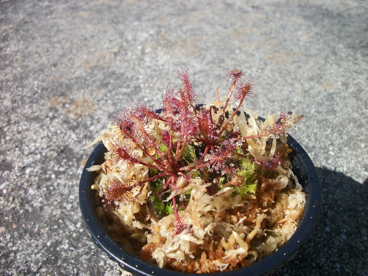 Two Drosera Intermedia Sundews Carnivorous Plants gallery