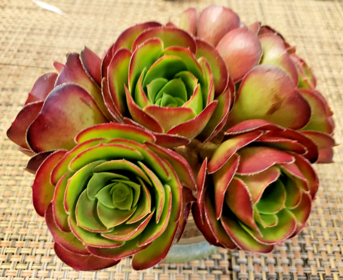 2 x MEDIUM SIZE AEONIUM 'VELOUR' CUTTING - 2" (= 5 CM) diameter gallery