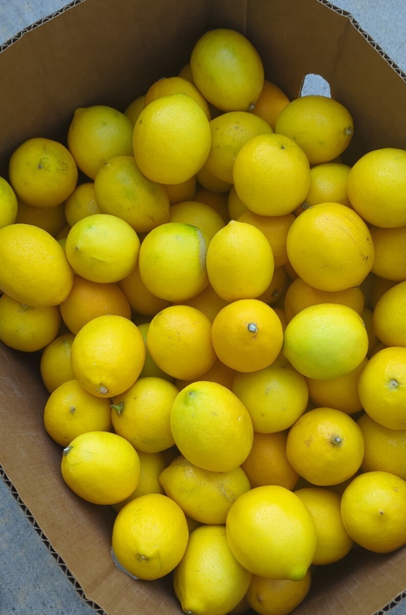 Freshly Picked Unwaxed Meyer Lemons 4 lbs box ( 12 to 18 pcs ) - Naturally Grown gallery