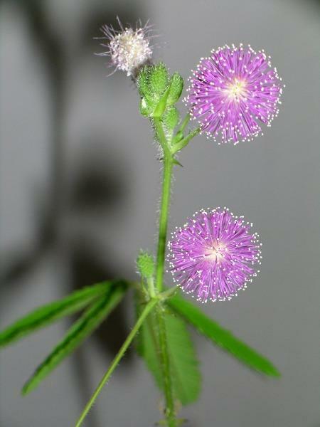 Mimosa pudica | Sensitive or Sleepy Plant | 150 Seeds gallery