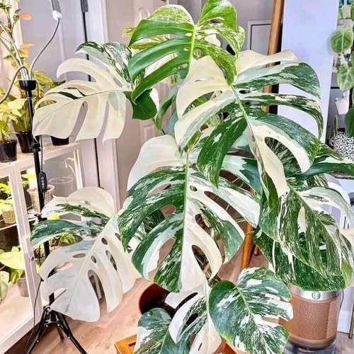 70pcs Variegated Monstera Seeds – Green & White Tropical Foliage Plant Seeds ... gallery