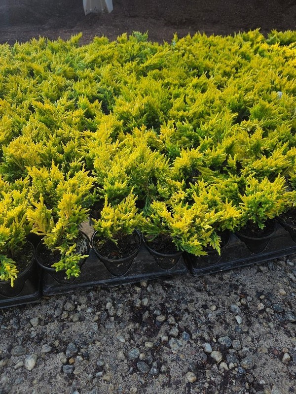 ( 1 ) - Lime Glow Spreading Juniper - Starter Plant ( 7m ) ( 1 live plant ) gallery