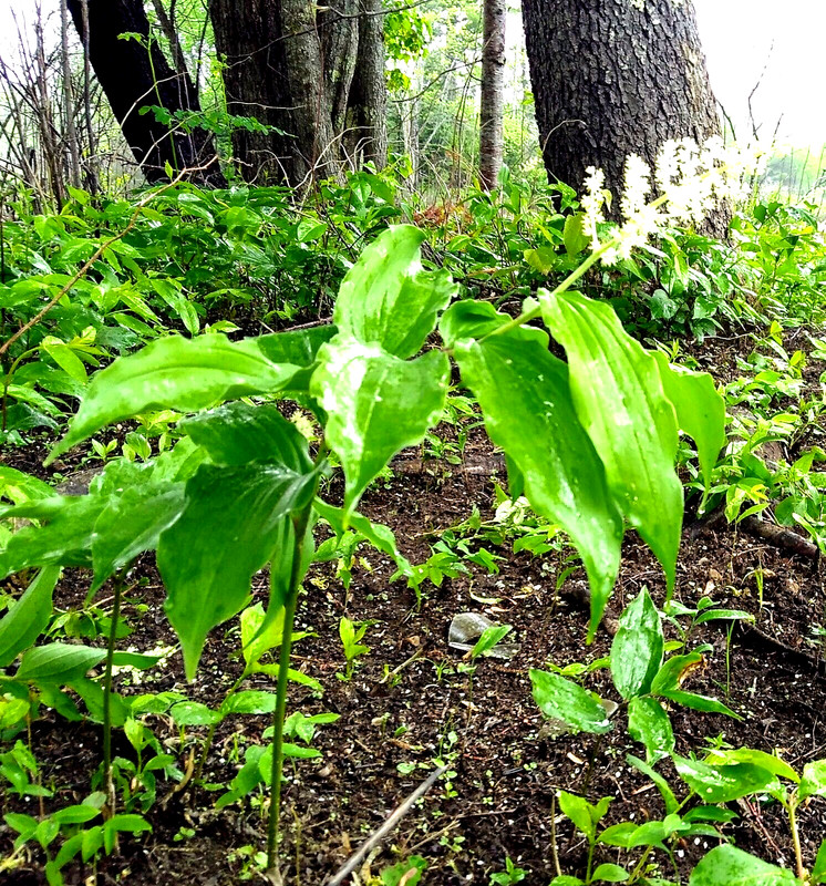 5 native false Solomons seal Maianthemum racemosa rhizomes perennial shade gallery