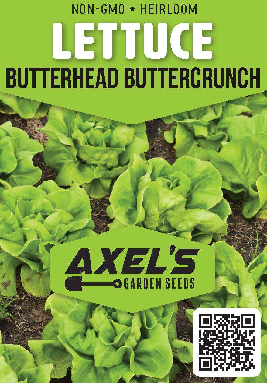 Lettuce Seeds - High Yield Heirloom Non-GMO, Free Shipping, Buttercrunch Variety gallery