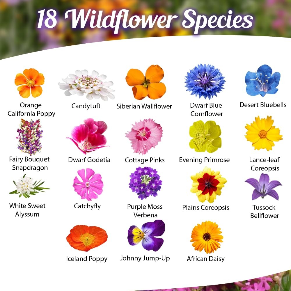 Low Growing Wildflower Seeds Mix - 1oz, 6-12 Inches Short Flowers – Non-GMO N... gallery