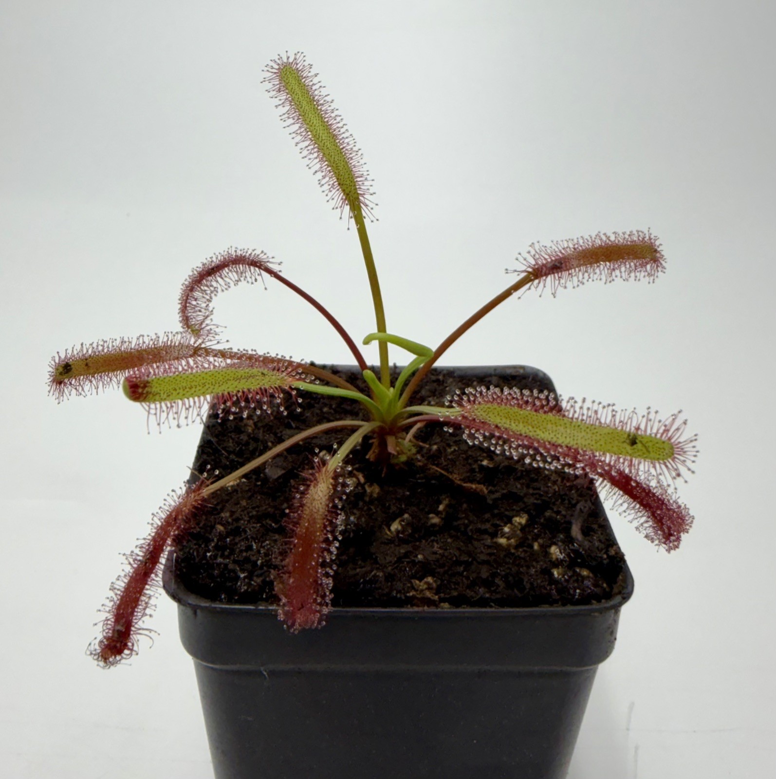 Drosera Capensis ‘Triffid Rose’ Live Potted Carnivorous Plant Cape Sundew gallery