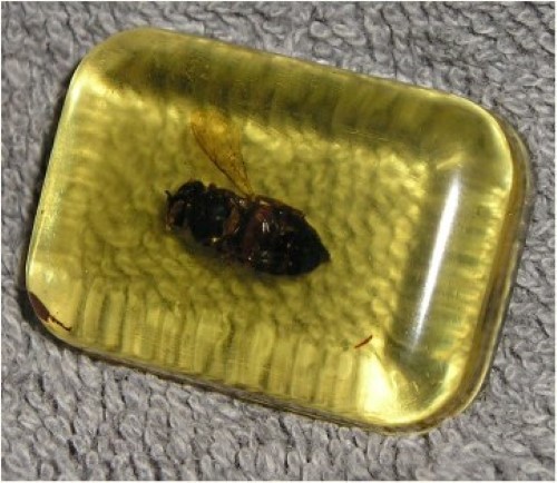Bug In Ice Cube - Jokes, Gags, Pranks - 3 Bug In Ice Cubes For One Low Price! gallery