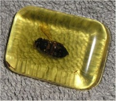 Bug In Ice Cube – Jokes, Gags, Pranks – 3 Bug In Ice Cubes For One Low Price!