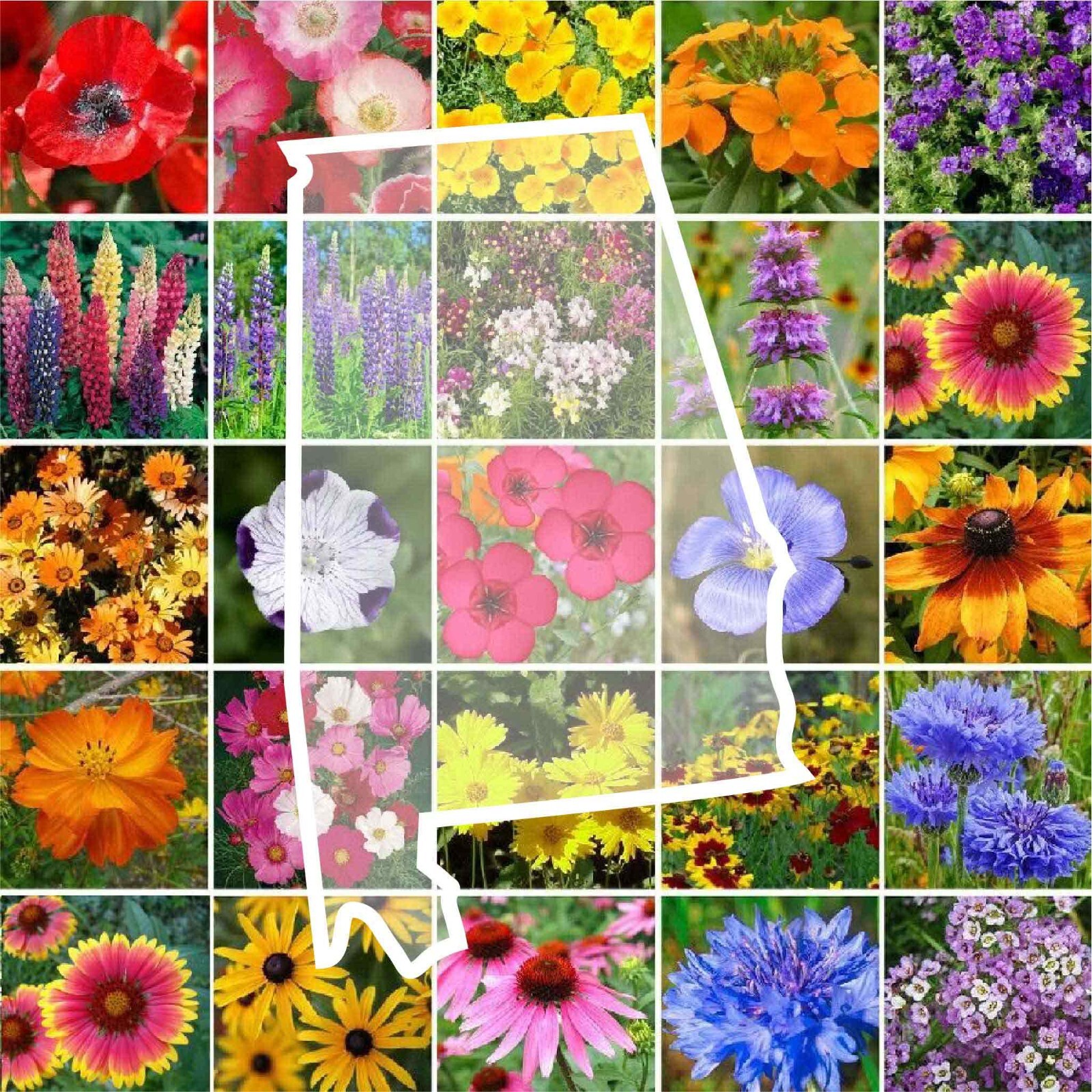 Wildflower ALABAMA State Mix Perennial & Annual 25 Types Non-GMO 1000 Seeds gallery