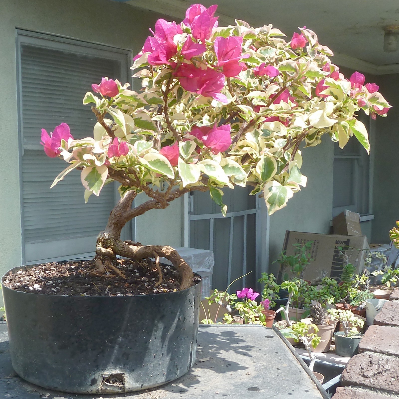 Variegated Bougainvillea Raspberry Ice Pre Bonsai Dwarf Kifu Nice Trunk Flowers gallery