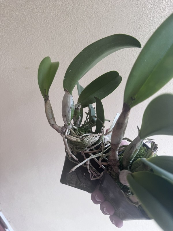 Pot. Creation 'Summer Choice' Cattleya Orchid Plant Blooming Size 4” gallery