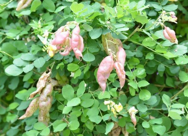 Colutea arborescens | Bladder Senna | Leguminosae | 200 seeds gallery