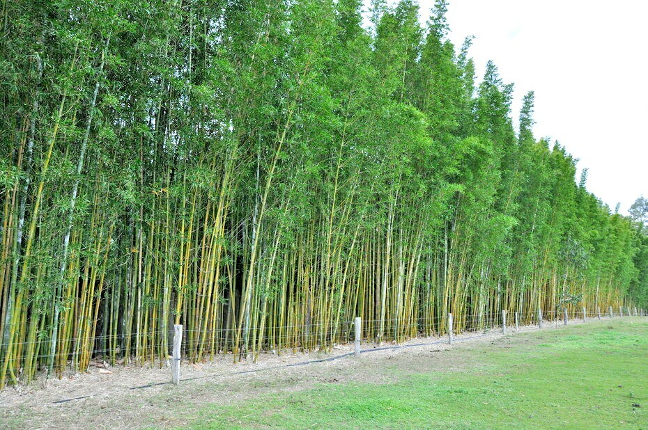 10 OLDHAMS GIANT TIMBER BAMBOO SEEDS - Bambusa Oldamii gallery