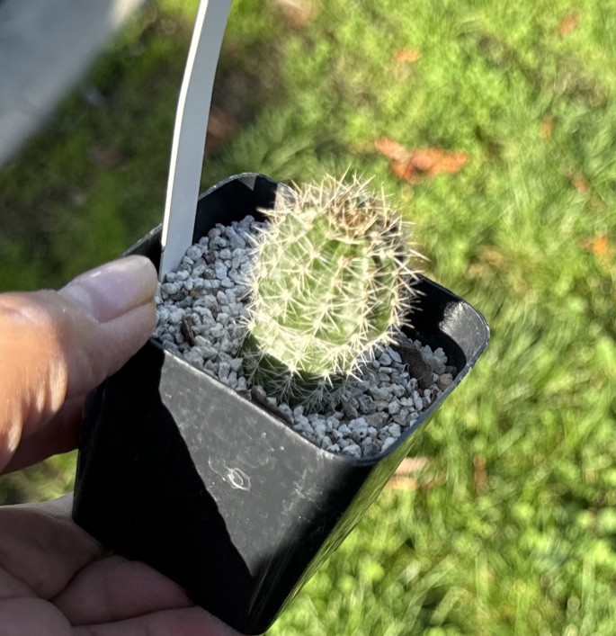 EDDIE - Echinopsis Schick Hybrids Rooted Plants Cactus Succulent gallery