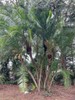 Phoenix rupicola | Cliff Date Palm | 10 Seeds gallery