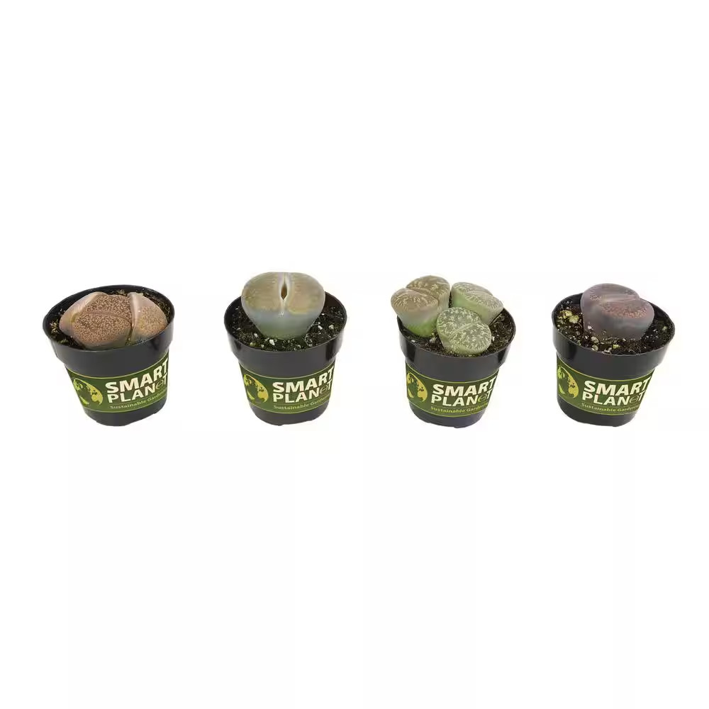 Living Stones (Lithops) Pet Safe Succulent Plant in 2.5 In. Grower Pots (4-Pack) gallery