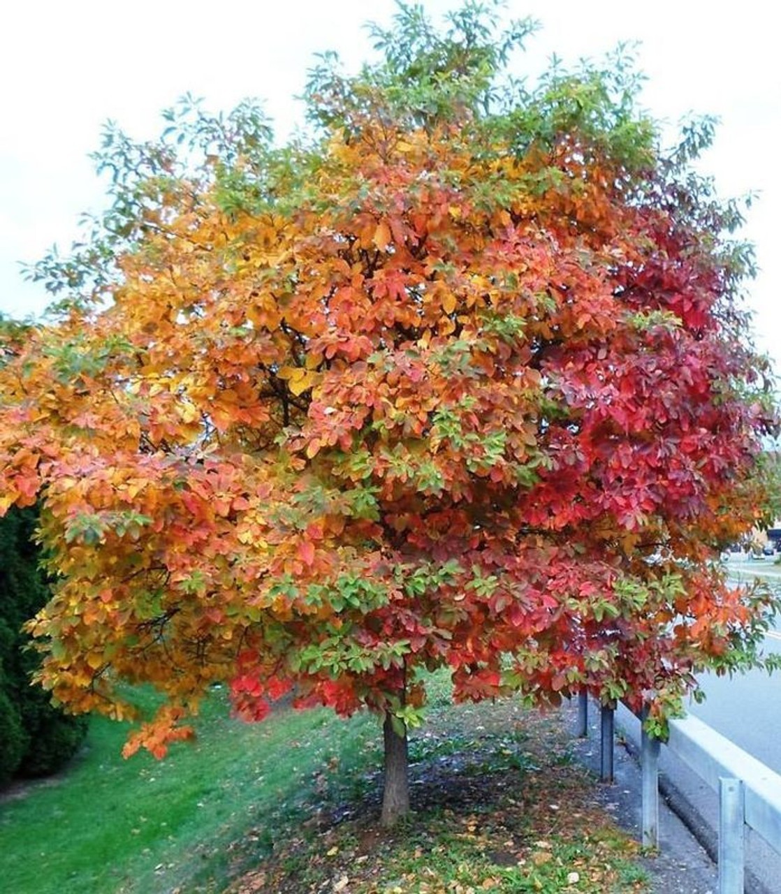 5 Sassafras Tree 12-24" Tall Sassafras albidum Bare Root gallery