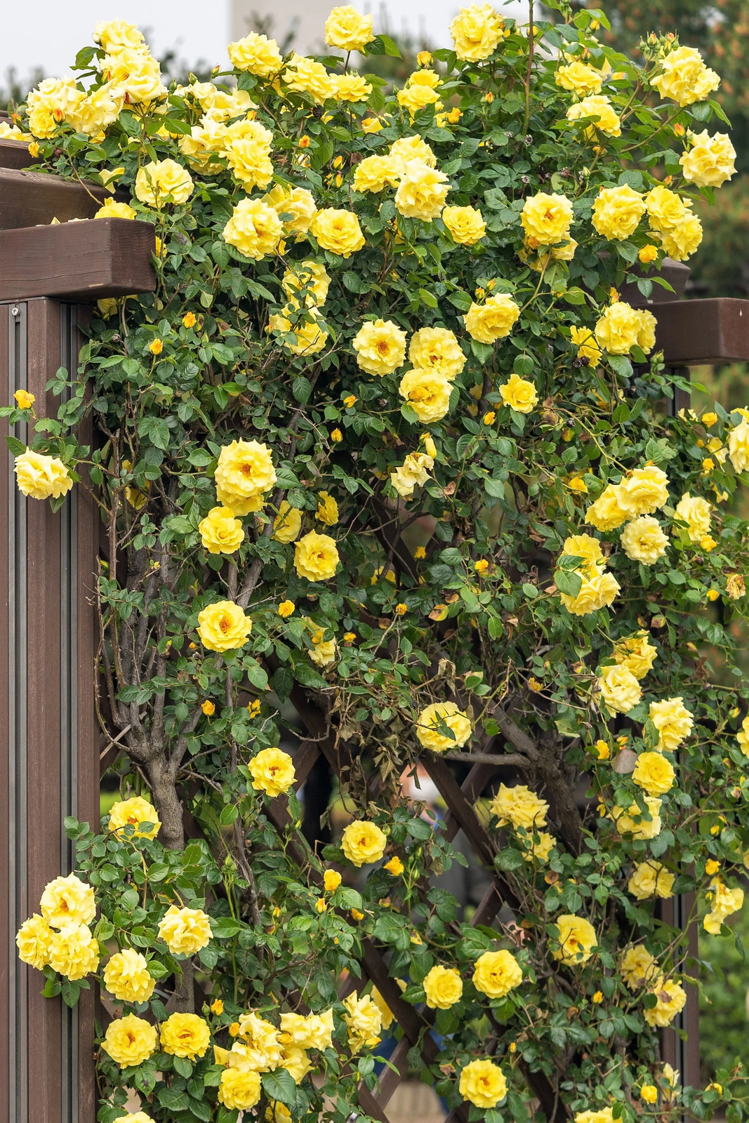 5 YELLOW CLIMBING ROSE Rosa Bush Vine Climber Fragrant Butterfly Flower Seeds gallery