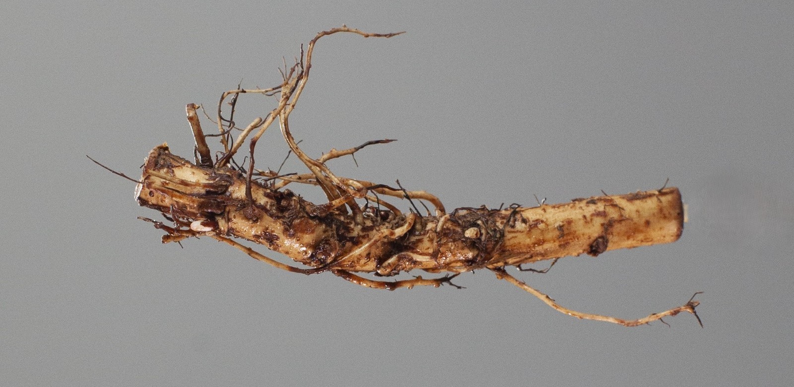 Farm Direct Hop Rhizomes - 14 Varieties to choose from! gallery