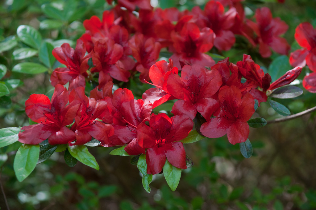 ~~MIDNIGHT FLARE~~Azalea Rhododendron Deciduous SMALL ROOTED Starter Plant~~ gallery