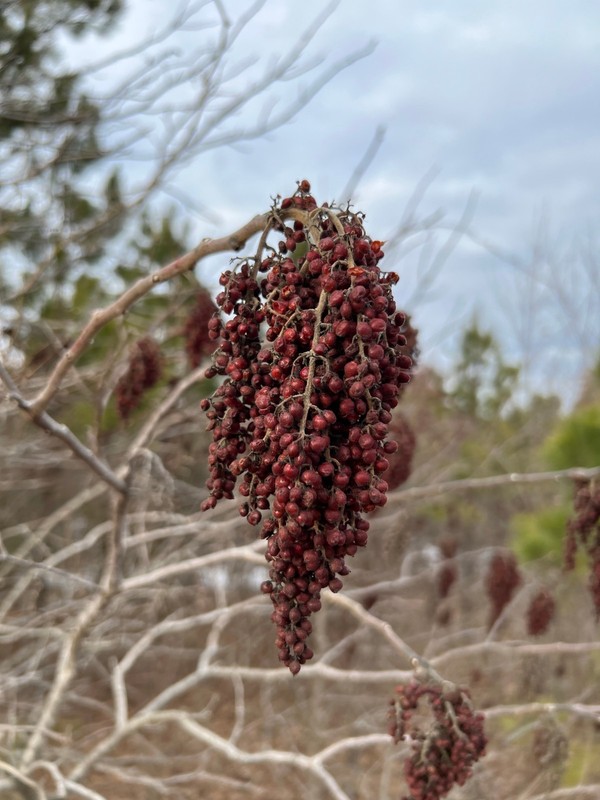 200 FLAMELEAF SUMAC TREE Seeds Shining Winged Rhus Copallina - Zones 4-9 USA gallery