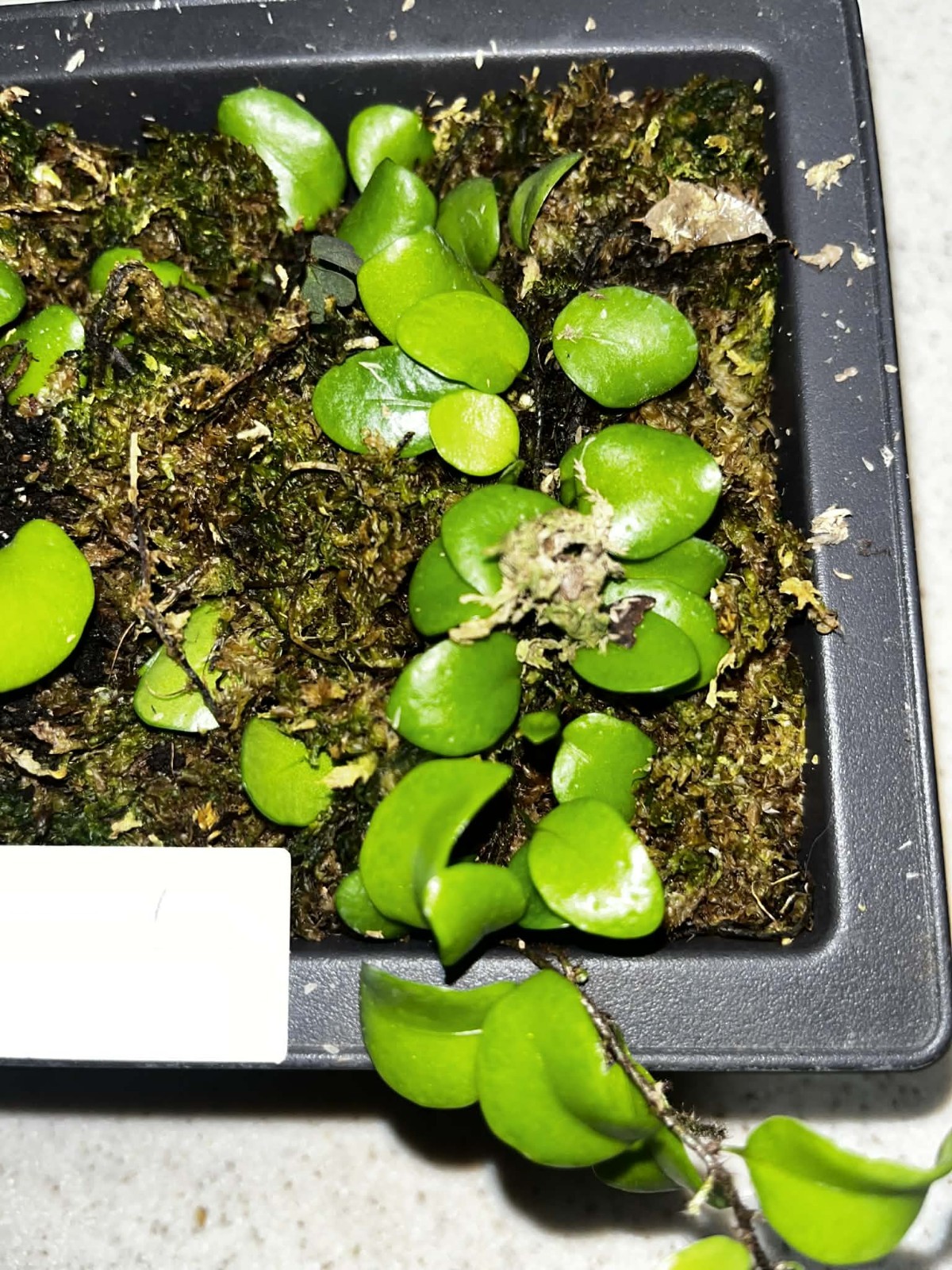 Lemmaphyllum microphyllum(Green Penny Fern) 4×6 Bonsai Pot Rare gallery