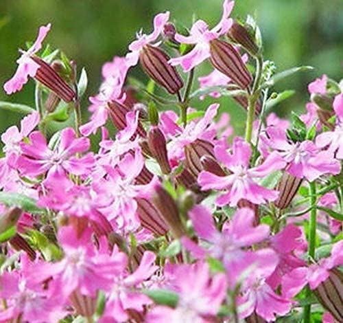 Nodding Catchfly Seeds (25+ Seeds) gallery