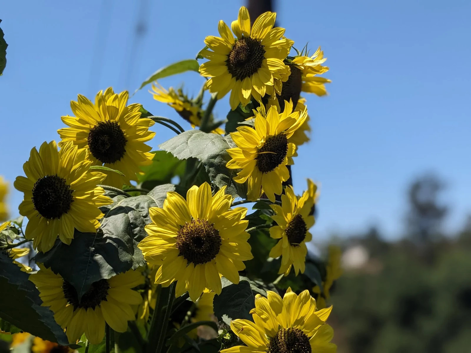 Lemon Queen Sunflower, Lemon Yellow, Variety Sizes Sold, FREE SHIPPING gallery