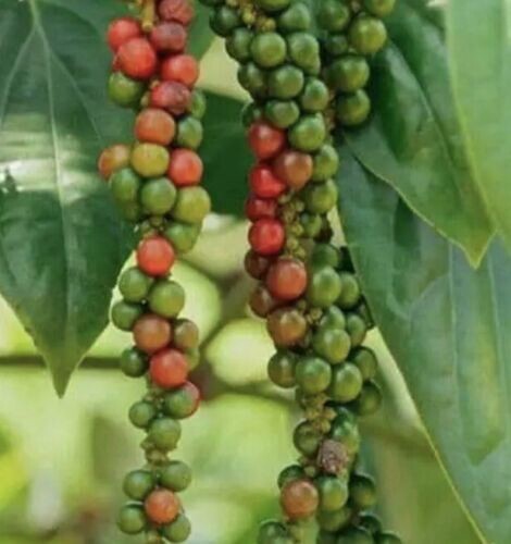 Ceylon Black Pepper - Peppercorn for planting 100 Seeds,100% Ceylon Foods gallery